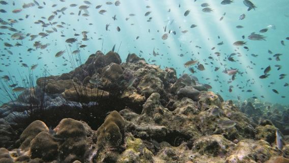 однодневный тур на Лангкави и Пулау Пайар с сноркелингом, дайвингом + обед/трансфер