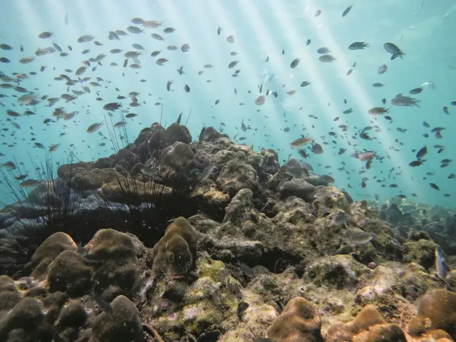 Scuba Diving in Langkawi