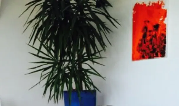 Confetti de ijsspecialisten