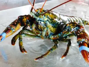 Island Sunset Lobster Sales