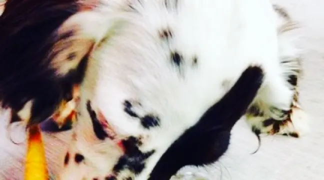 Andy's Frozen Custard