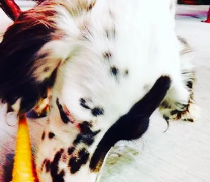 Andy's Frozen Custard