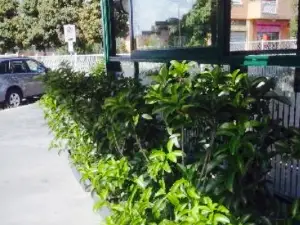 La Piadineria di Pippo