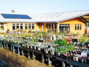Sturmer Nurseries Garden Centre Tearoom