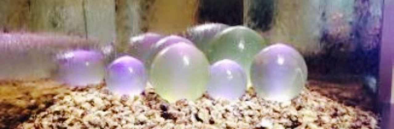 Wee Willie Winkle's Kitchen