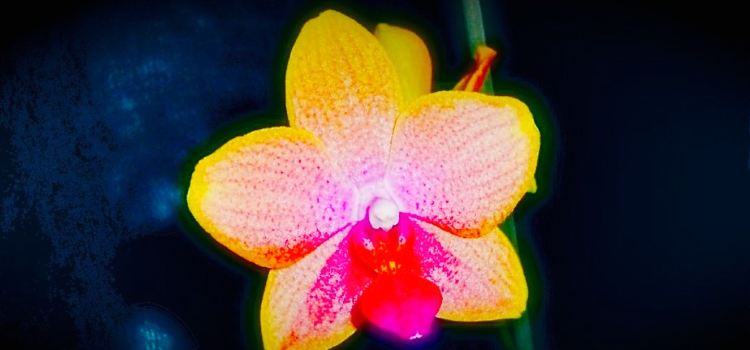 Siam Orchid Thai Cuisine