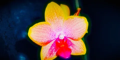 Siam Orchid Thai Cuisine