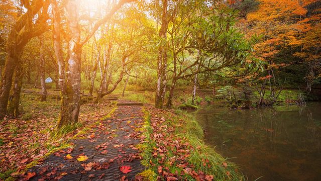 Fall Foliage Sightseeing in Ya'an