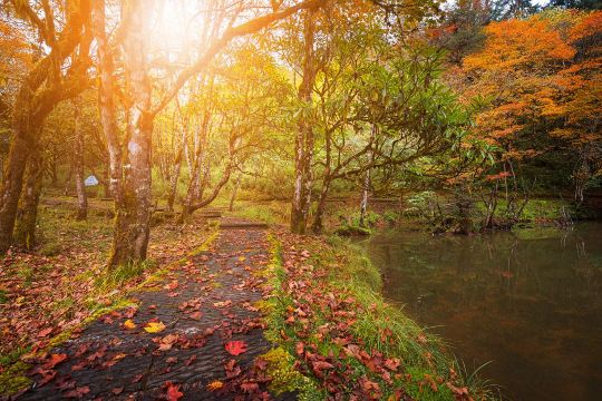 Fall Foliage Sightseeing in Ya'an
