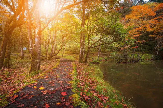Fall Foliage Sightseeing in Ya'an
