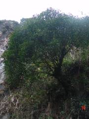 Birds Gathering in Dafengyakou Village