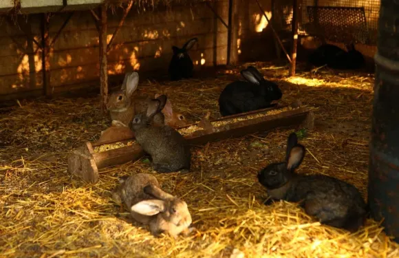 伊爾波佐農家樂