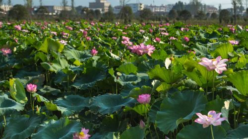 Jiujiu Flower Sea