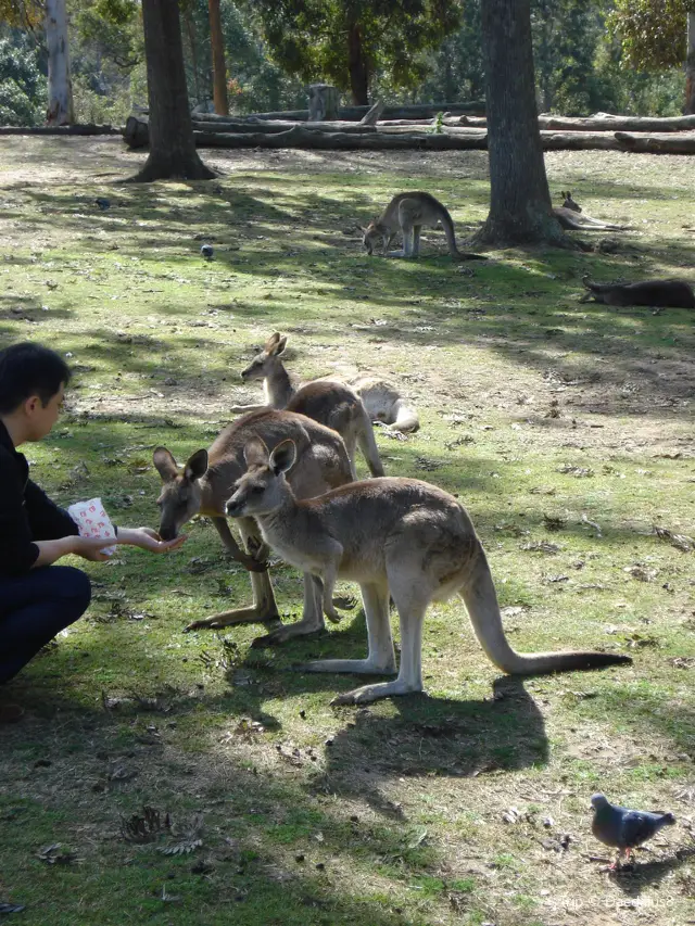 Kangaroo Feeding in Brisbane