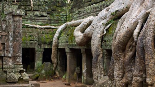 Ta Prohm Temple