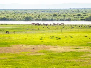 Zhaosu Tianma Cultural Park