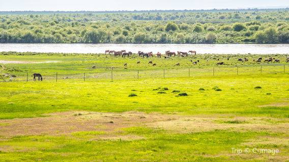 Zhaosu Tianma Cultural Park