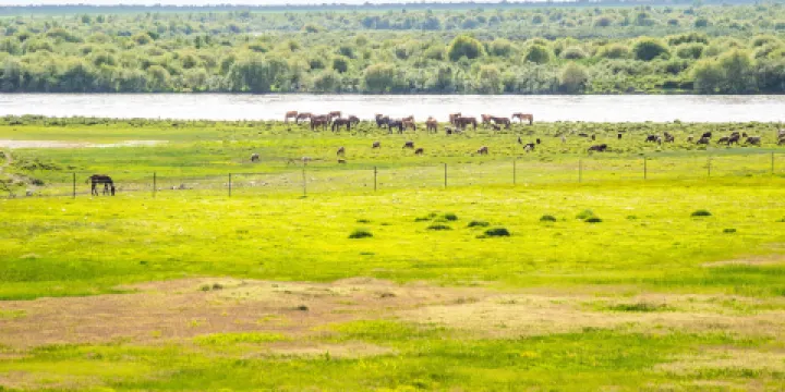 昭蘇天馬文化園