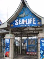 SEA LIFE Brighton