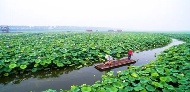 Lotus Viewing in Xinghua