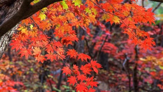 Red Maple Ridge, Western Sichuan