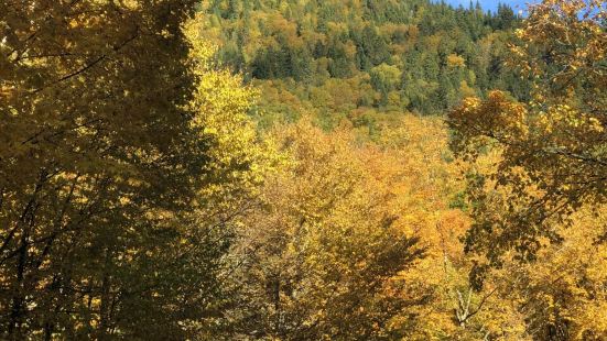 秋季的卡地亚公园满目的秋色非常迷人，大爱五彩枫林，层林尽染！