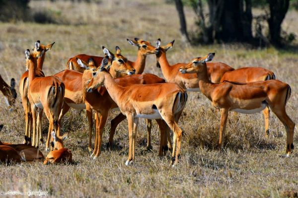 Sweetwaters Game Reserve