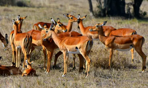 Sweetwaters Game Reserve