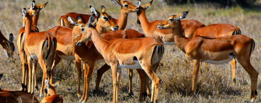Ol Pejeta Conservancy
