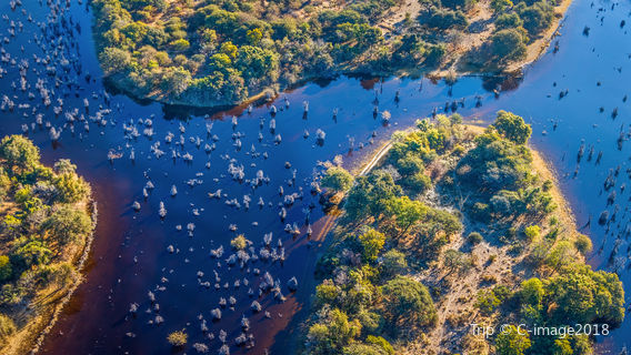 Maun