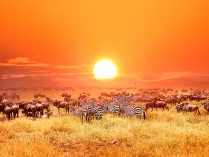 Serengeti-Nationalpark