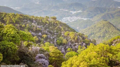 Guangdong Wutong Mountain National Forest Park attraction in Shenzhen