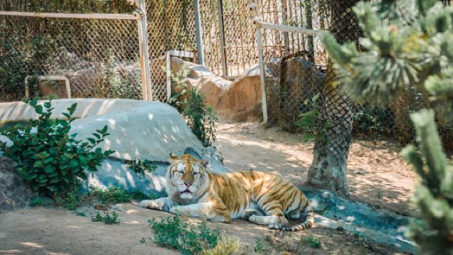 Weihai Xixiakou Shendiaoshan Wildlife Park Stranded cargo ship Bluevis Naxianghai Diamond Beach Bathing Beach Private guided day tour