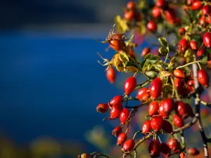 Popular Night Attractions in Wanaka