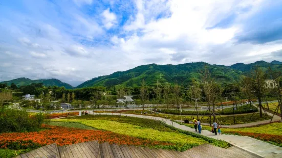 龍茶花海