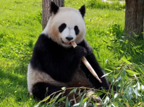 สวนสัตว์ป่าเขตร้อนของไหหนาน