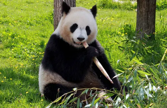 海南熱帶野生動植物園門票成人