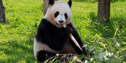 海南熱帶野生動植物園