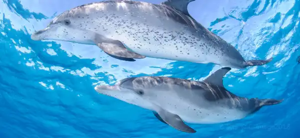 Khách Sạn 5 Sao Tại Bahamas
