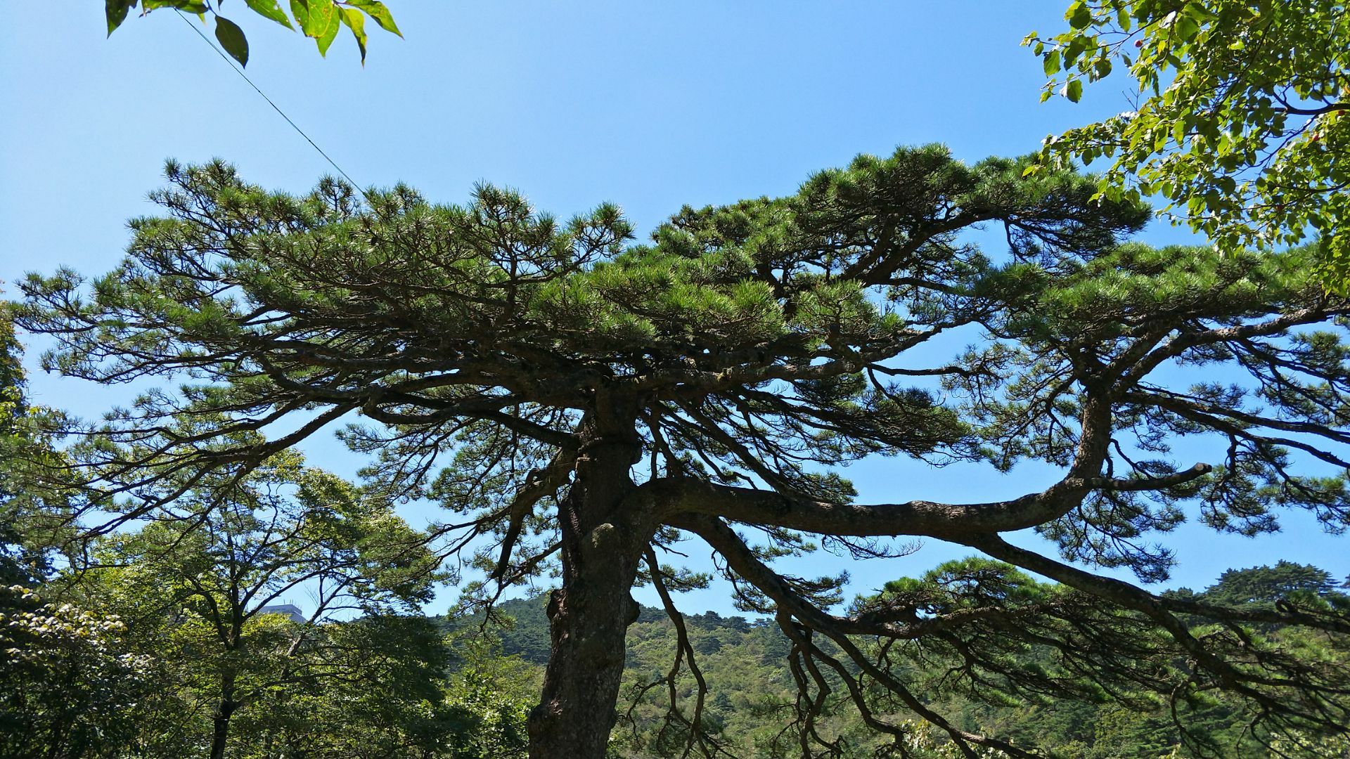 黄山風景区 双龍松 評判 案内 トリップドットコム