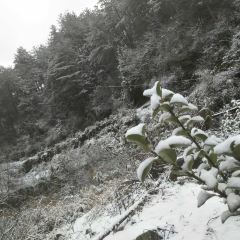 TAO HUA CHONG SEN LIN GONG YUAN HUA CHENG NONG GU User Photo