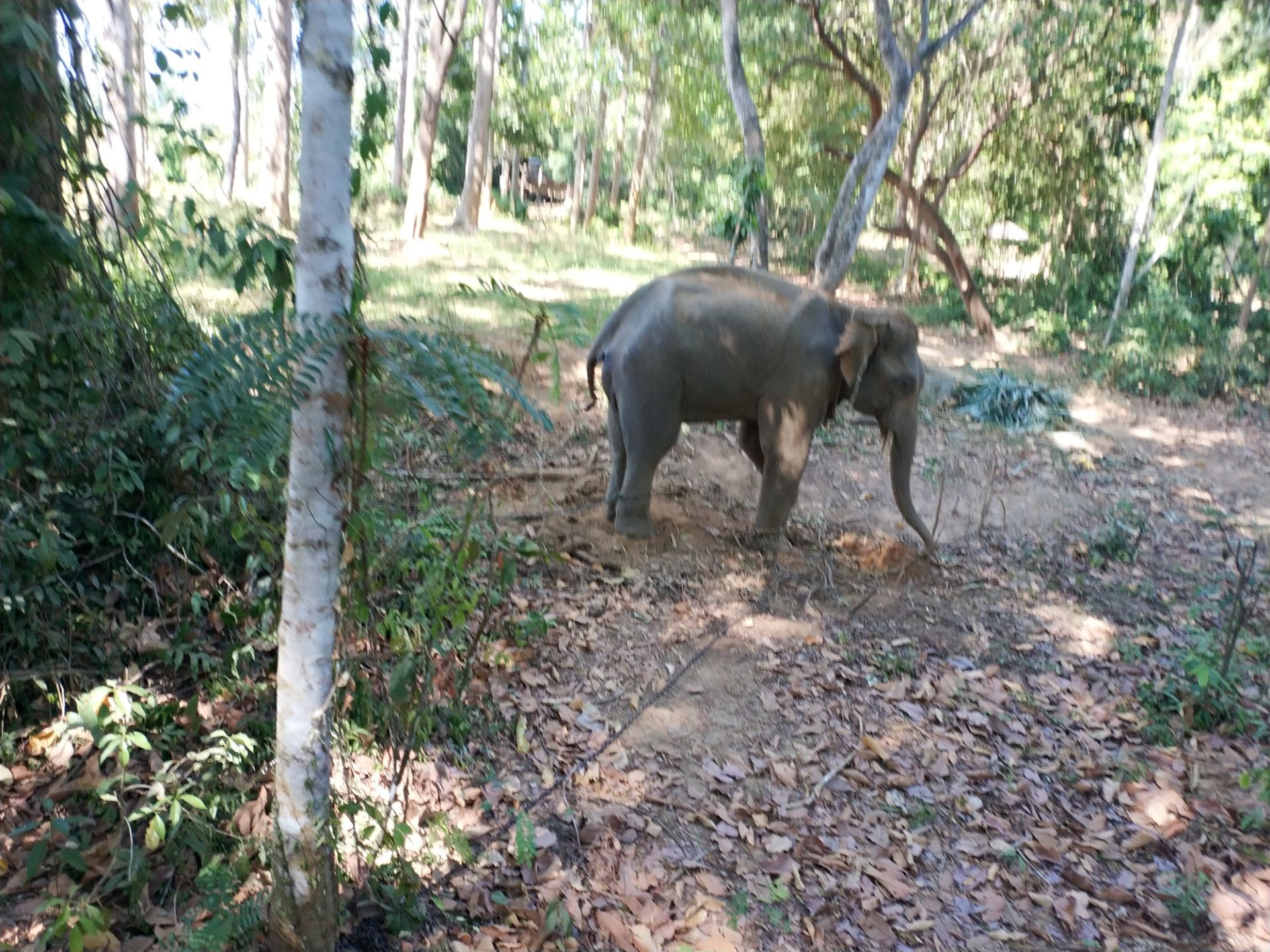 Nosey Parker's Elephant Camp - Elephant rides in the forest - Krabi Travel  Reviews｜ Travel Guide