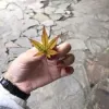 Avatar 2
