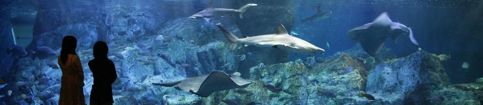Family-Friendly Attractions