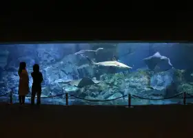 Oita Marine Palace Aquarium "Umitamago"