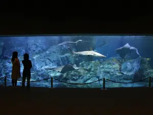 Oita Marine Palace Aquarium "Umitamago"