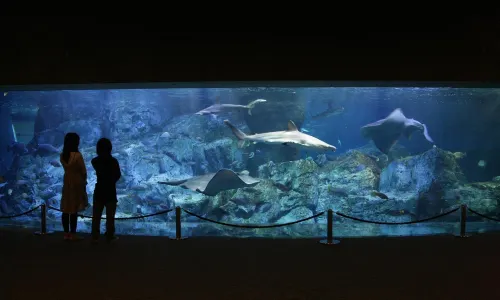 Oita Marine Palace Aquarium "Umitamago"