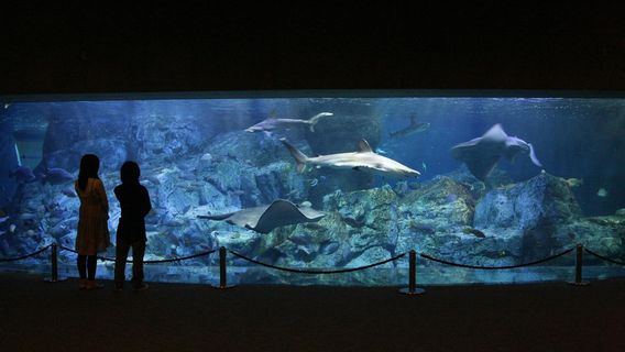Oita Marine Palace Aquarium "Umitamago"