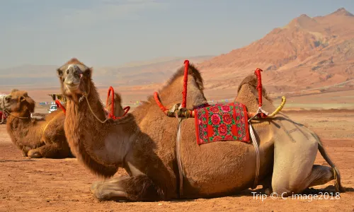 Camel Riding in Turpan