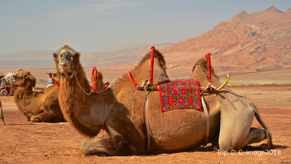 Camel Riding in Turpan